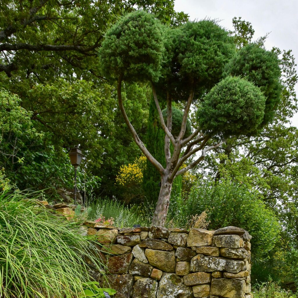 aménagement végétaux et terrain